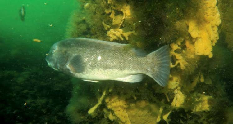 If you swim slowly, blackfish will allow you to get very close to them, making for cool pictures and video.