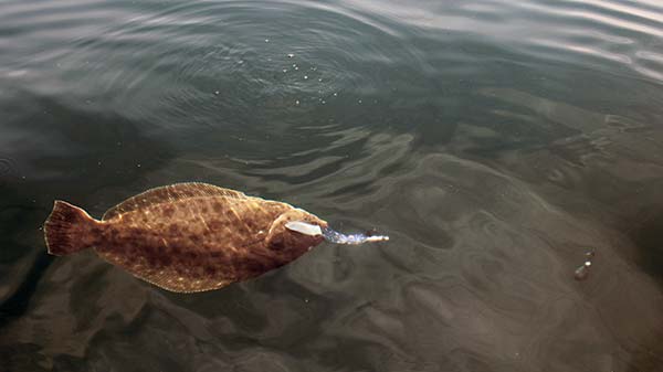 Big baits will cull out smaller fluke.