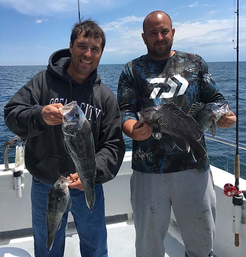 You will have to weed through a lot of shorts, but there are some nice quality sea bass out there to be caught.