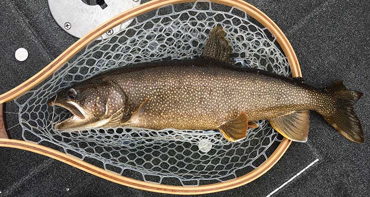 upstate guide services