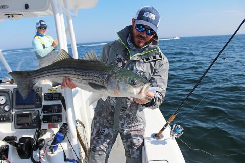 Striped Bass Managers Vote to Take Action