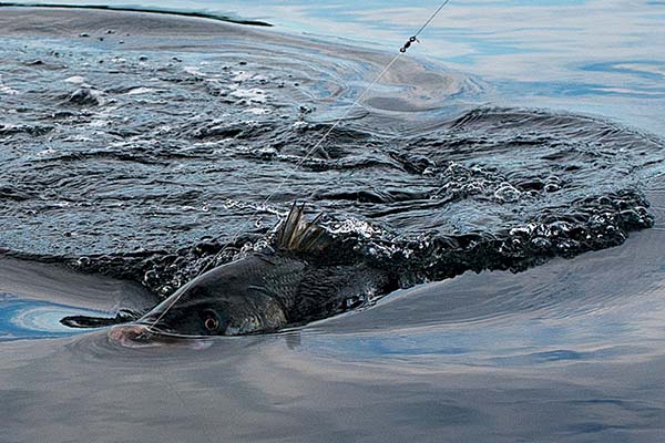 The best part about June is that fishermen don&rsquo;t have to make a distinction between fishing for numbers and fishing for a trophy.