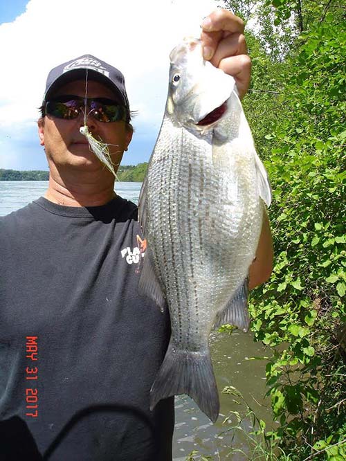 Mike Rzucidlo of Niagara Falls