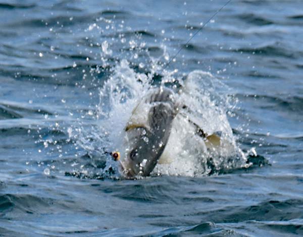 When the fish are feeding on top, almost any surface lure will produce.