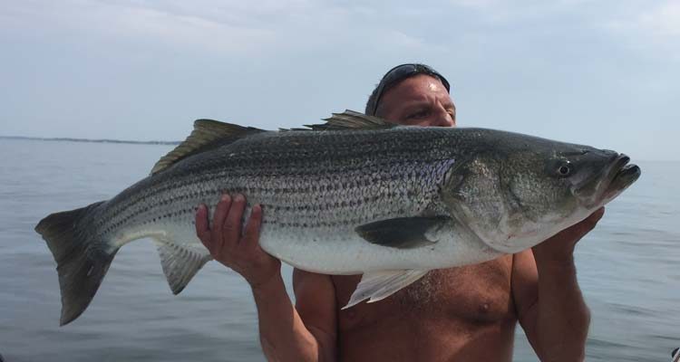 Last weekend, anglers were finding stripers up to 40 pounds between Deer Island and Short Beach.