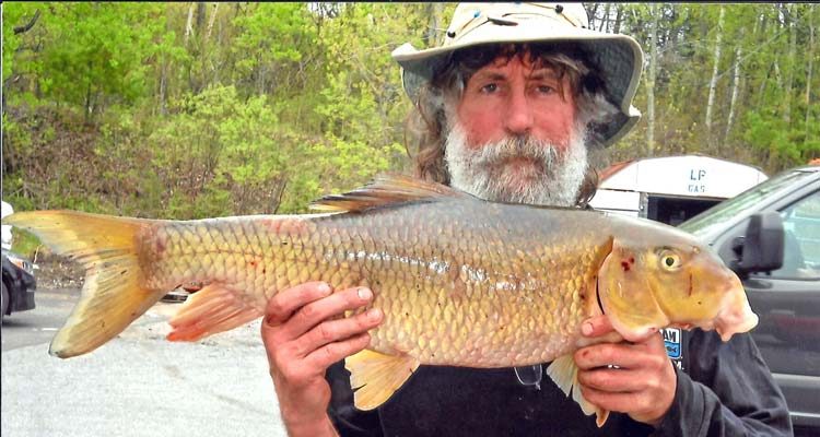 Mike Elwood's VT state record redhorse sucker