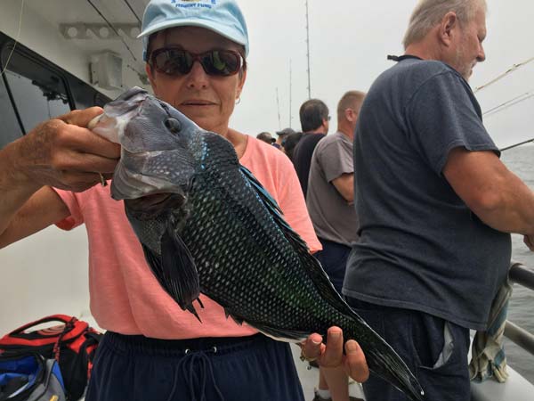 Aboard The Gambler, Sea bass are still helping to put together a nice mixed bad of meat for anglers.