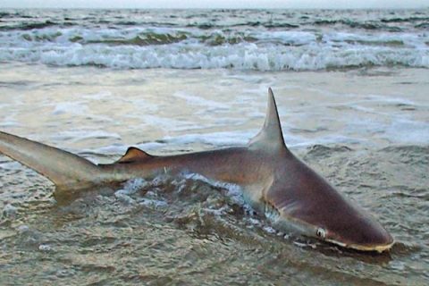 Shark fishing from shore is back in the limelight.