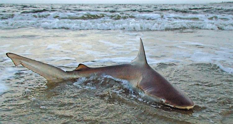 Shark fishing from shore is back in the limelight.