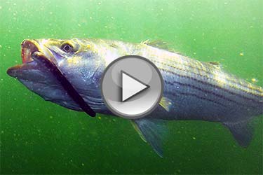 Cape Cod Stripers in the Rips