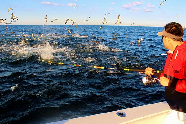 Angler Josh Lee comes tight to a bluefin during a particularly ferocious feed. Recent stock assessments suggest that bluefin tuna populations on both sides of the Atlantic are rebuilding, and it is hoped that scenes like this will become increasingly common along the East Coast in the coming years. 
