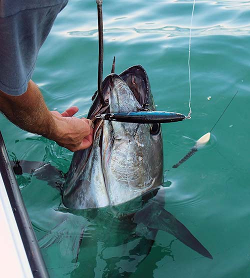 Keep bluefin in the water during the unhooking and release process