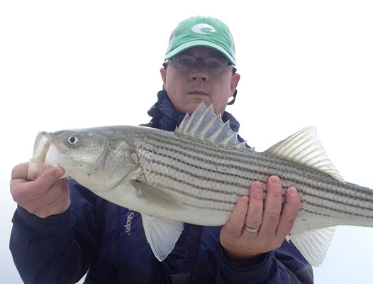 Mike Winn with a Cape Cod Bay bass