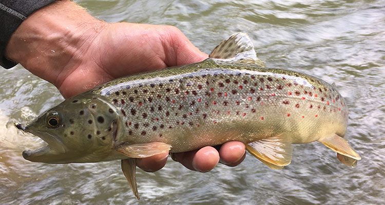 Native stream browns in Central New York on nymphs.