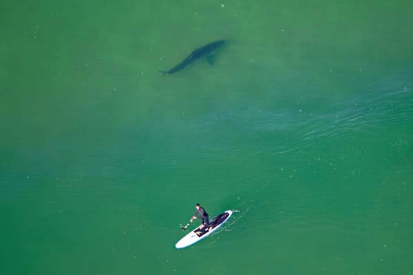 Davis photographed this paddleboarder off Chatham, Massachusetts, seemingly unaware of the white shark swimming nearby. Days later, the paddleboarder was quoted in a local paper as saying, “I knew the fish spotter wasn’t looking for me.”