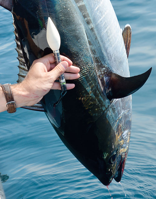 To estimate post-release survival of bluefin tuna caught with light tackle, the author deployed pop-up satellite tags, like the one showed here, on 22 fish ranging from 45 to 79 inches. Of the 15 tags for which data were recovered, all indicated survival for 8 to 97 days following capture. 