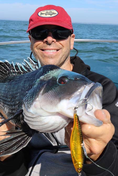 This nice sea bass hit a Sebile Vibrato in Buzzards Bay! 