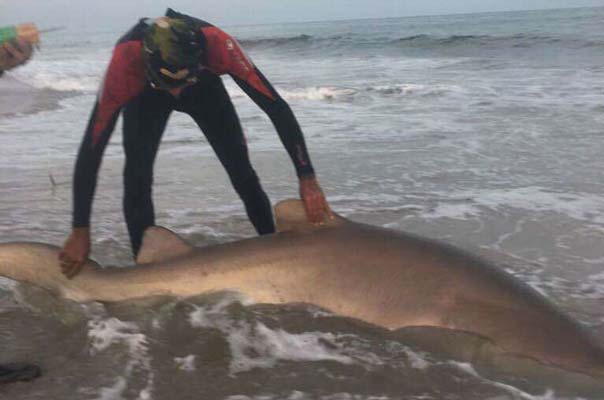 Smith Point Bait and Tackle has been reporting a good number of sand tiger sharks in local waters