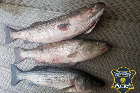 Massachusetts Raises the Stakes for Poachers