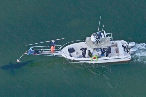 Guided by spotter pilot Wayne Davis, researchers from the Massachusetts Division of Marine Fisheries place a tag on a white shark.