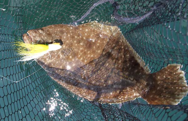 In August the first hour of the outgoing tide, just inside the inlet is prime time for summer flounder.