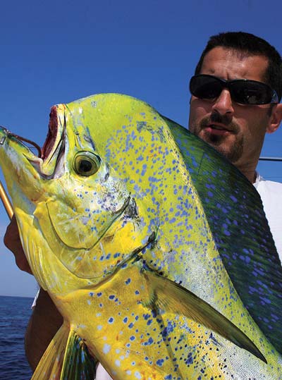 Bigger mahi are spooky