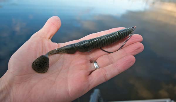 Jackall Ammonite Shad