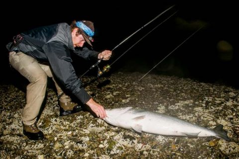 One of the most basic rules of targeting large stripers is to fish at night.