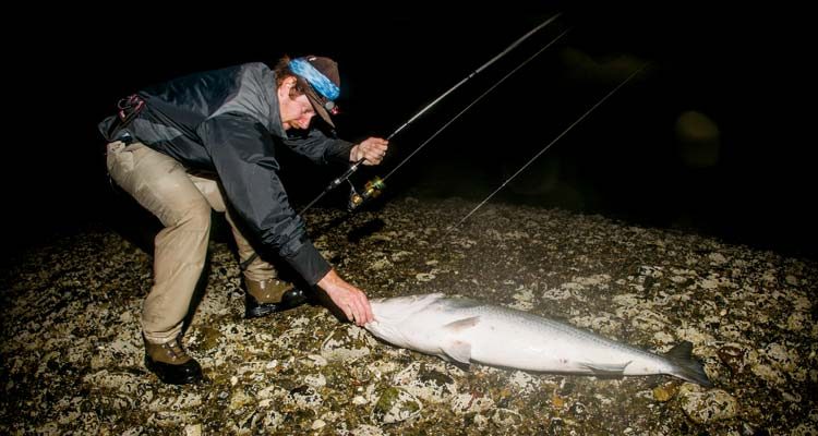 One of the most basic rules of targeting large stripers is to fish at night.