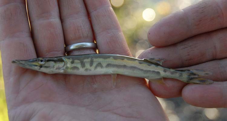 A close-up of a muskellunge fingerling. About 4,300 muskie fingerlings will be stocked into Lake Champlain and the Missisquoi River on Monday evening by Vermont Fish & Wildlife.
