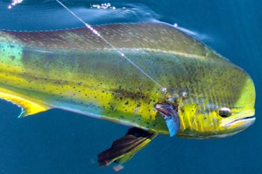 2017 Angler's Gift Guide-The Offshore Angler