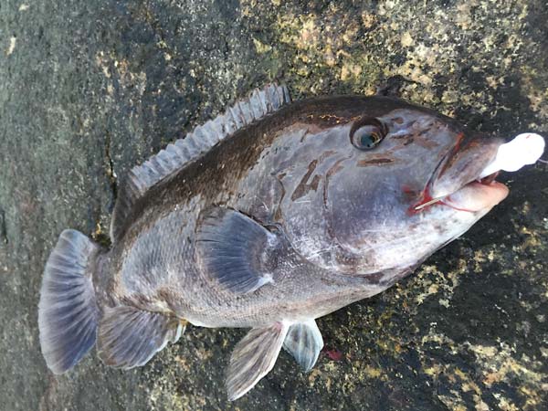 Tog can be caught from shore in areas