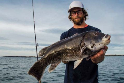 Tips For Fall Tautog