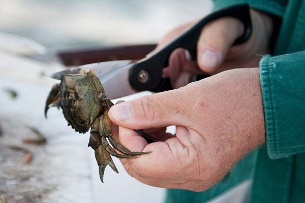 Tautog have a tough time passing up a green crab.