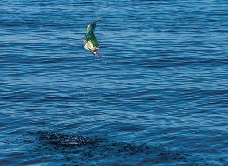 Witnessing the aerial displays of a hooked mahi  never gets old.