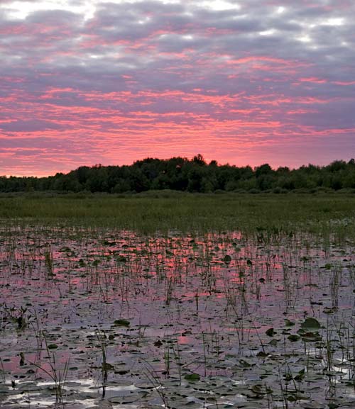 Bugs, rodents, reptiles, amphibians, and other bass forage get active in fertile, marshy areas in lakes and rivers, making them prime spots to fish at day&rsquo;s end.