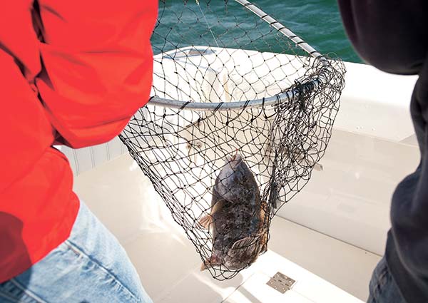 A net is the best option for getting the big tautog in the boat.