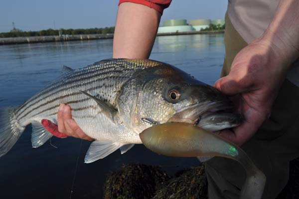 Choosing the proper tackle is key to surfcasting success.