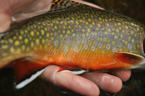 Brook Trout male in spawning colors