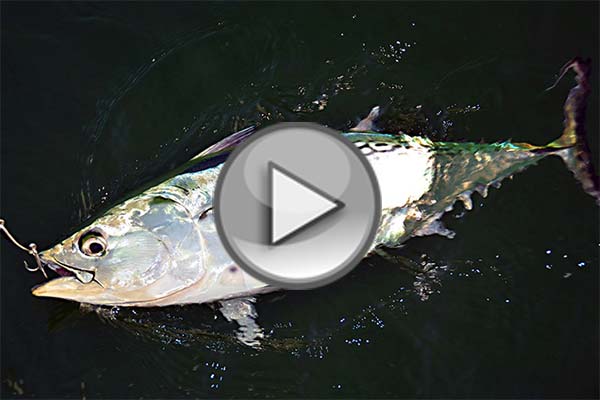 Inshore Methods for Bonito And Albies