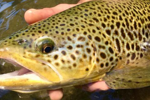 NJ trout stocking