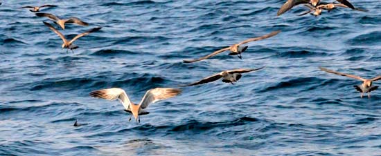 false albacore slashing under birds