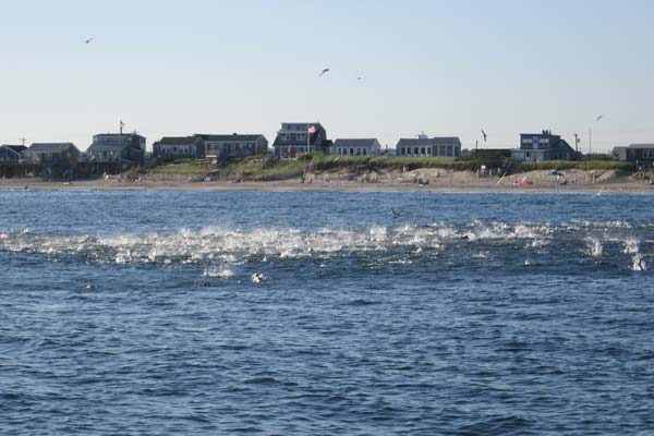 The water is alive with bluefish blitzing a school of peanut bunker off East Matunuck State Beach.