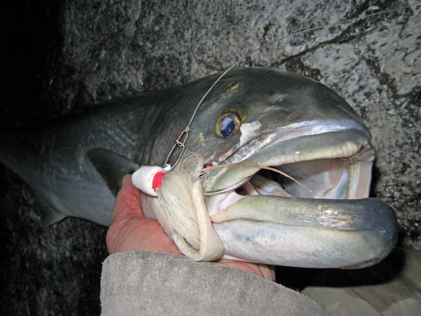 Large jigs will sometimes lure big blues to hit in deep-water outflows.
