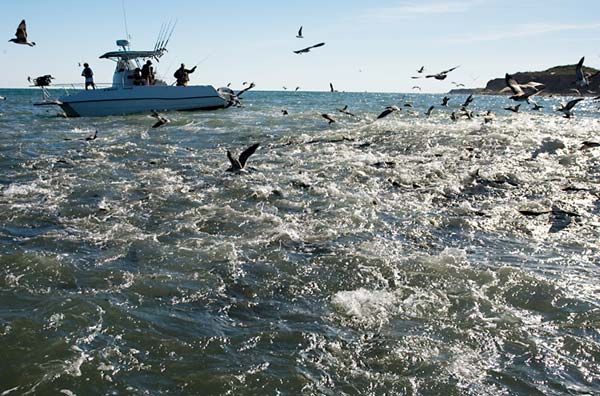 This huge school of albies was intercepted at Montauk.