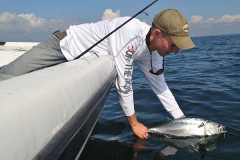 The arrival of false albacore in late summer is reason for light-tackle anglers to get excited.