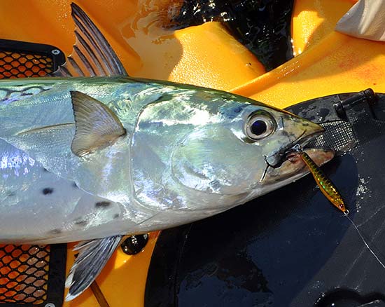 Fishing from a kayak forces you to look for patterns and place yourself in a good position to wait for the fish to pop up. 