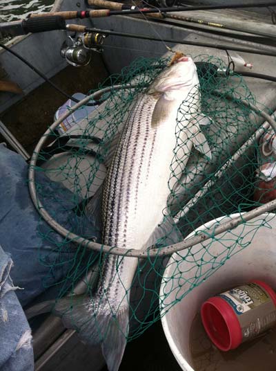 back-bay keeper striper that couldn't resist a clam belly