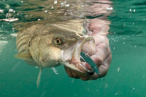 SteelShad schoolie striped bass