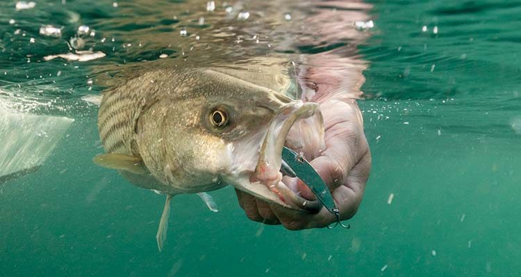 SteelShad schoolie striped bass